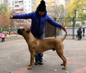 AZART (MAKS)