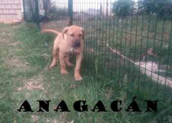 PAPA DE ANAGACAN