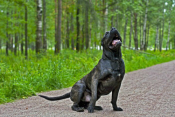 CONCORD PERRO PRESA GRAND