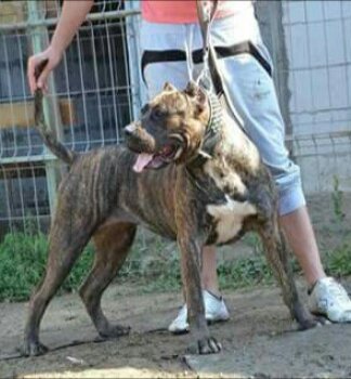 ATENA DOG PUR