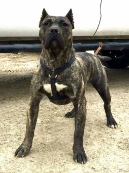 ALLEGRA DE VARRO BULL