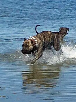 CRON DE PEYRE KENNELS