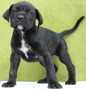 CROM DE PEYRE KENNELS