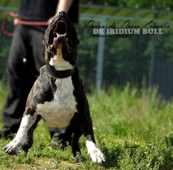 WARRIOR-BULL DE RADUCA
