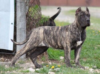 BOSS BULL CANARIO ZEENA
