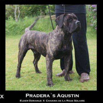 PRADERA'S AQUSTIN