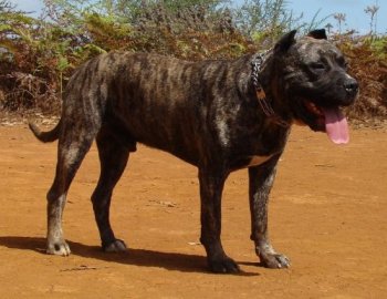 OSO DE IREMA CURTO (PANCHO)