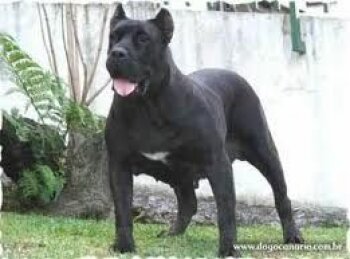HIDA DE DOG REAL
