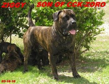 BRAVO KENNEL'S MUNSTRO