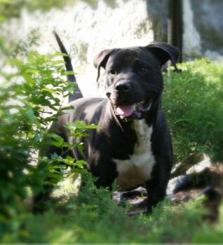 ALVEN K9 MADNESS