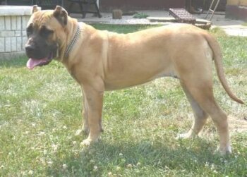 ATHENA GRANDE-BOSCOSO (ZORA)