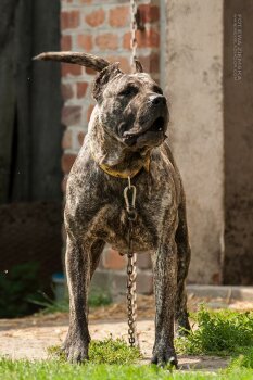 BRONCA DE REY GLADIADOR