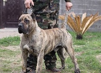 PATAGON DE GUADALACAN