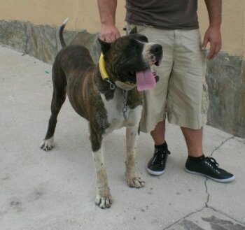 BULLY DE IRON BULL