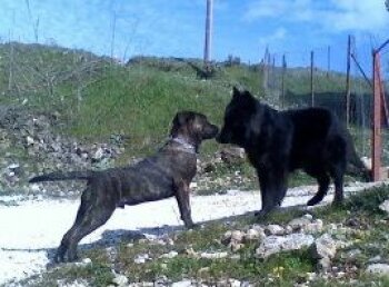 IVAN PROTECTION SPIRIT