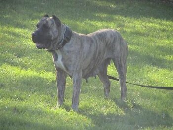 ELITE NAKITA (DFK9 NIKITA DE SHOGUN KENNEL)