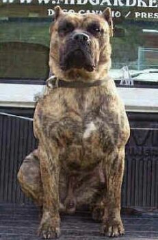 APACHE DE IRON PRESS KENNEL