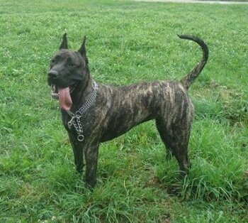 SHADY LADY PERRO PRESA GRAND