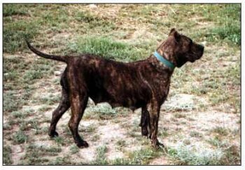 ABAZA DE BARNACAN BULL