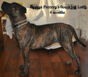 BARKAS PERRERA BOUNCING LOTTA