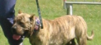 SAIKE DE LA TANIERE DES RENARDS
