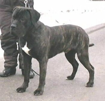 BRADO EL PERRO DIABLO