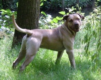 BLADE EL PERRO DIABLO
