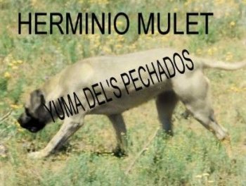 YUMA DE ELS PECHADOS