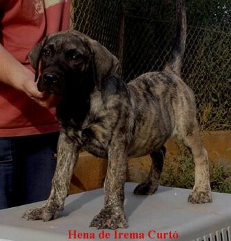 HENA DE IREMA CURTO