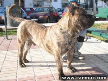 ICON DE CANMUC