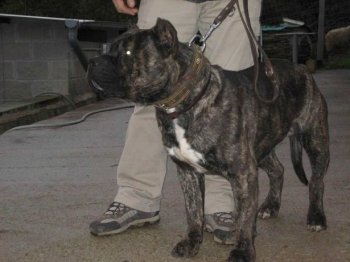 NERON DE LOS DOS SOLES