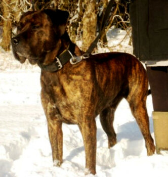 KILO J7
