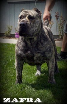 LOS PERROS DEL REY ZAFRA