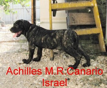 ACHILLES M.R.CANARIO ISRAEL