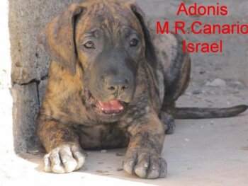 ADONIS M.R.CANARIO ISRAEL