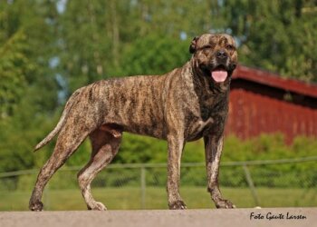 PRESAGAUTE'S MACCHI