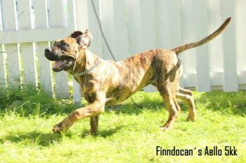 FINNDOCAN'S AELLO