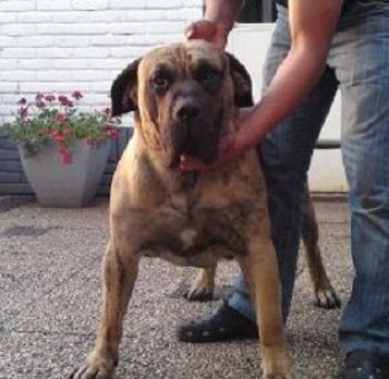 URKAN DE BARNACAN BULL (TYSON)