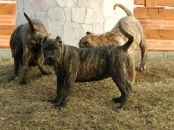 DIAMANTE RAYAS BEVERLY