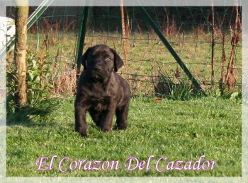 EBENE EL CORAZON DEL CAZADOR