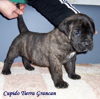 CUPIDO DE TIERRA GRANCAN