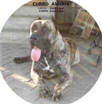 CURRO ALDABRA