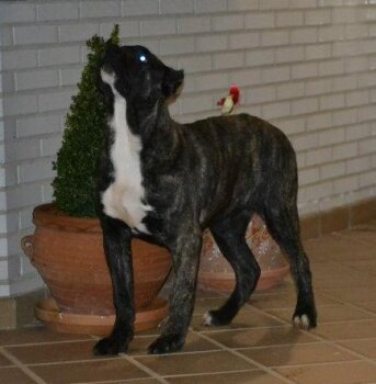 PERRY DE PRESA CAN