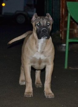 PUMA DE PRESA CAN