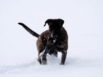 R-CHATO PERROS DE PRESA