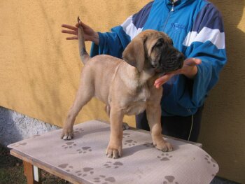 SUNDANCEDOGS AIDA