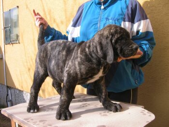 SUNDANCEDOGS AMELIA