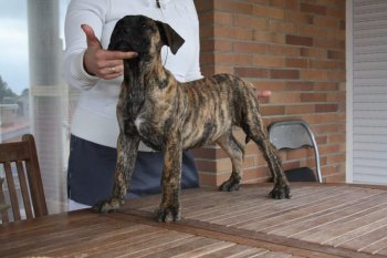 LOBA DE ROJO Y ORO
