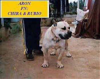 ARON**