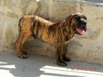 LADRON DE SPALATO BULL